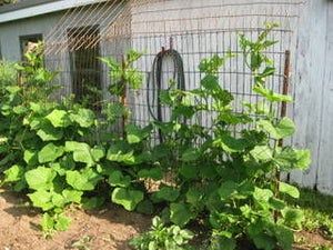 Grow Squash Vertically, Growing Butternut Squash, Grow Squash, Squash Trellis, Growing Squash, Garden Plots, Acorn Squash, Food Forest, Memorial Garden