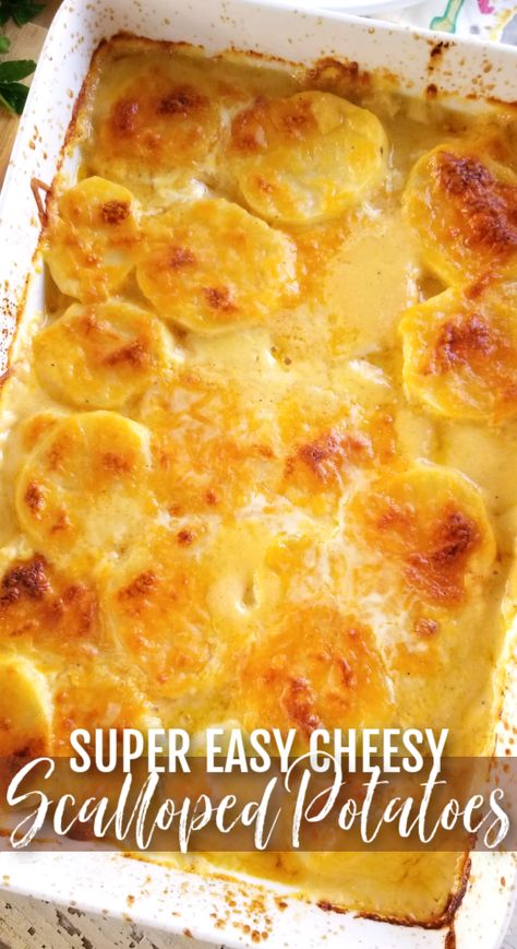 A quick and easy potato casserole recipe that combines both Scalloped and Au Gratin recipes for a creamy, cheesy potato bake Baked Southern Cheesy Scalloped Potatoes, Cheddar Cheese Scalloped Potatoes, Scalloped Potatoes Boxed, Best Cheeses For Scalloped Potatoes, Carnation Scalloped Potatoes, Taste Of Home Scalloped Potatoes, Scalloped Potatoes Using Canned Potatoes, Scalloped Potatoes Au Gratin Easy, Campbells Scalloped Potatoes Recipe