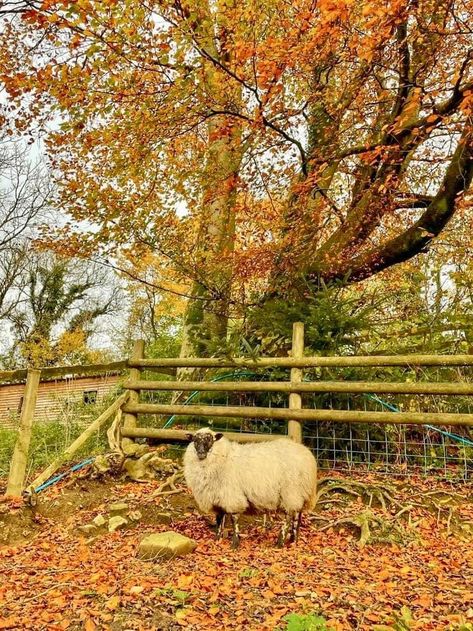 Fall Farm Aesthetic, Abby + Core + Aesthetic, Shelby Core, Autumn Cottage Core, Cottage Core Autumn, Abby Core, Fall On The Farm, Fall Widgets, Autumn Countryside