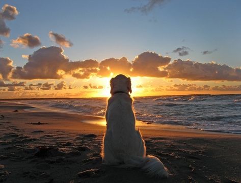 Or A Long Walk On The Beach... | 20 Reasons Why Dogs Are Man's Best Friend Watch Dogs, Sunset Wallpaper, Old Dogs, E Card, The Sunset, Beautiful Sunset, Mans Best Friend, Dog Life, I Love Dogs