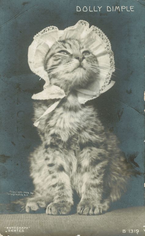 Baby tabby Cat Reference Photo, Vintage Cat Illustration, Cat Merch, Vintage Animals, Cat Photos, Silly Cats Pictures, Old Cats, Retro Cats, Cat Photography