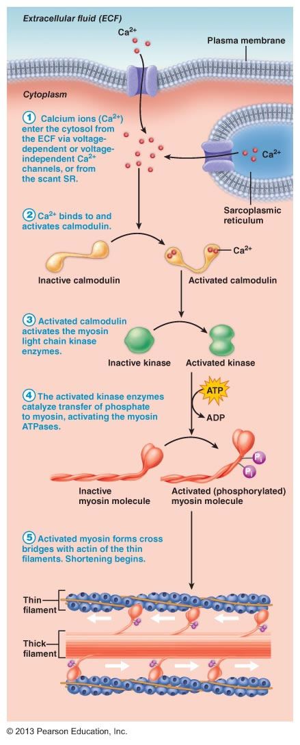 Action Potential Physiology, Skeletal Muscle Contraction, Muscle Physiology Notes, Muscle Physiology, Smooth Muscle, Basic Anatomy And Physiology, Exercise Physiology, Medical Student Study, Ap Biology