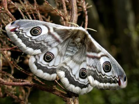 Moth In Nature, Marbled Emperor Moth, Saturnia Pavonia, Pretty Bugs, Beautiful Moths, Emperor Moth, Cute Moth, Moth Butterfly, Moth Art