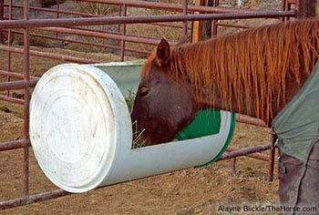 DIY Barrel Horse Feeder - PetDIYs.com Diy Barrel, Horse Eating, Hay Feeder For Horses, Paddock Trail, Horse Feeder, Horse Farm Ideas, Horse Hay, Barn Hacks, Horse Shelter