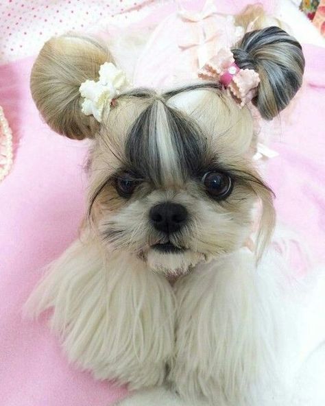 Shih Tzu Names, Shitzu Dogs Haircuts, Dog Grooming Shih Tzu, Tattoos Dog, Shitzu Dogs, Teacup Puppy, Perro Shih Tzu, Shitzu Puppies, Dog Grooming Styles