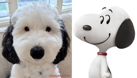 Black And White Beagle, Snoopy Stuff, Snoopy Dog, Black And White Coat, Peanuts Comic Strip, Spitting Image, What Kind Of Dog, What Dogs, Kinds Of Dogs