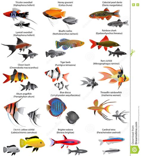 Community Fish Tank, Fish Chart, Fish Aquarium Decorations, Saltwater Aquarium Fish, Fish Tank Terrarium, Tropical Fish Tanks, Tropical Freshwater Fish, Fresh Water Fish Tank, Tropical Aquarium