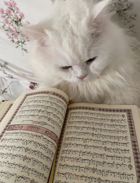 قطة و قران 
بسة و قران
Cute cat
Cat and Qoran
aesthetic
ستوريات انستا
Ramadan vibes White Cat, Writing, White