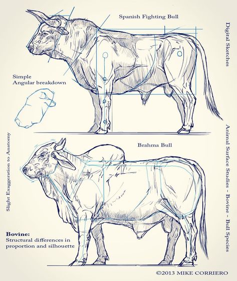 @mikecorriero Differences in Bovine anatomy/structure Digital Sketch Bull Anatomy Drawings, Bull Head Reference, Bull Anatomy, Bull Art Drawing, Bull Sketch, Anatomy Structure, Bull Drawing, Sketches Sketchbook, Ancient Greek Sculpture