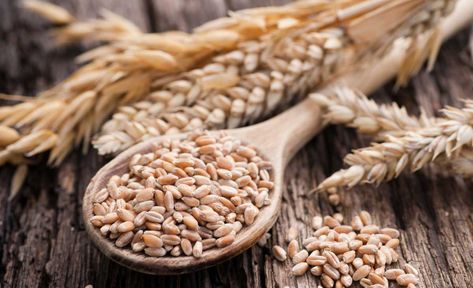 Wheat Alternatives, Wheat Seeds, Biotin Rich Foods, Growing Wheat, Modern Farmer, Wheat Berries, Fall Garden Vegetables, Garden Veggies, Growing Food