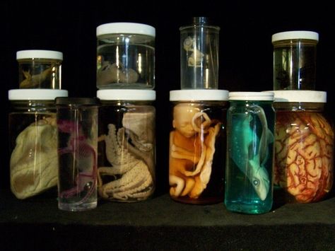 Specimen Jars, Mad Scientist Halloween, Mad Scientist Lab, Halloween Science, Mascaras Halloween, Wet Specimen, Under Your Spell, Mad Science, Halloween Images