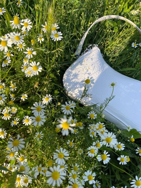 #aesthetic #aestheticicon #wallpaper #instastory #daisy #white Daisy Aesthetic, Aesthetic Daisy, Dream Lifestyle, City Aesthetic, Wild Flowers, Daisy, Lifestyle, Collage, Flowers