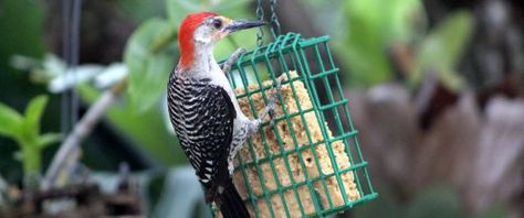 No-Melt Suet For Birds Recipe - Genius Kitchen Suet Recipe, Bird Suet, Suet Cakes, Bird Treats, Homemade Items, Summer Temperature, Diy Plastic Bottle, Bacon Grease, Bird Food