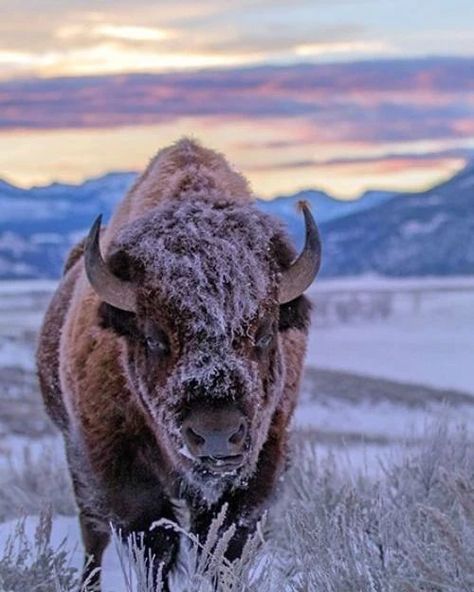 Bison Photo, Buffalo Animal, Bison Art, American Bison, Wild Creatures, Wildlife Photos, Wild Nature, White Buffalo, Animal Wallpaper