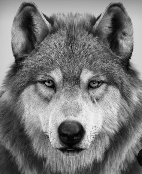 Black And White Wolf, Aesthetic Animals, Animal Anime, Tattoo Animal, Wolf Images, Wallpapers Anime, Wolf Photos, Timber Wolf, Anime Tattoo