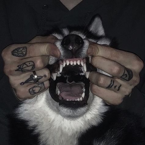 Starflesh Core, Dog Poetry, Scary Dogs, Dog Aesthetic, Dark Grunge, Bad Dog, Dog Teeth, Wolf Dog, Dog Pin