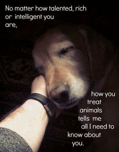 No matter how talented, rich, intelligent you are, how you treat animals tells me all I need to know about you. Dogs Quotes, Cesar Millan, Memes Humor, Animal Quotes, The Hand, Dog Quotes, No Matter How, 귀여운 동물, Animals Friends