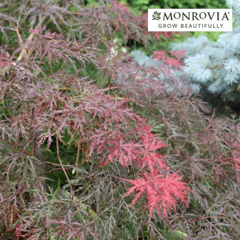 Terrific Small Trees for Yards of Any Size - FineGardening Landscape Berm, Blue Atlas Cedar, Growing Raspberries, Planting Tulips, Dappled Willow, Chicago Botanic Garden, California Garden, Lawn And Landscape, Fine Gardening