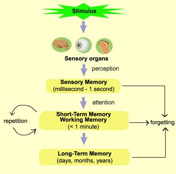 This diagram shows the process of memory, and the times each part of the memory is able to remeber the certain pieces of information from the time the stimulus is recieved to the time you either remeber it or forget it. Sensory Processing Disorder Symptoms, Memory Strategies, College Inspiration, Human Memory, Brain Memory, Short Term Memory, Advanced English, Working Memory, Sensory Processing Disorder