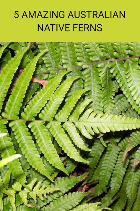 Discover 5 amazing Australian native ferns that can bring beauty to your backyard. Among these is Dicksonia Antarctica, known for its beautiful fronds and easy care. They thrive in various climates across Australia and provide a lush look that can enhance any space. Each fern has unique features that cater to different tastes and garden styles. Learn more about these incredible plants, their care requirements, and tips for incorporating them into your outdoor spaces by reading the full article. Australian Tree Fern, Dicksonia Antarctica, Australian Trees, Ultimate Backyard, Australian Native Garden, Backyard Plants, Tree Fern, Native Australians, Australian Plants