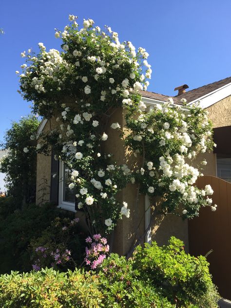 Iceberg Climbing rose supporting house. Iceberg Climbing Rose, White Flowers Garden, Wall Climbing, Climbing Flowers, Rose House, Climbing Rose, Climbing Roses, Flowers Garden, Rose Garden