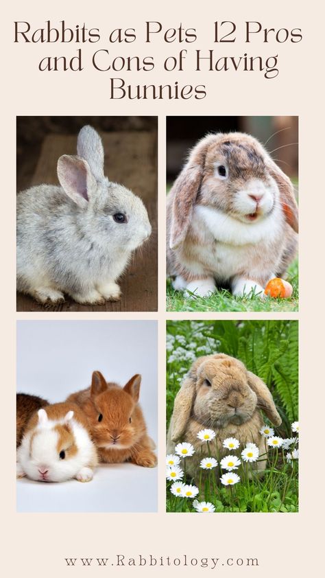 rabbits-as-pets Pros And Cons Of Owning A Bunny, Why You Should Get A Bunny, Taking Care Of Bunnies, Owning A Bunny, Bunnies As Pets, Mini Rex Bunny, Bunny As A Pet, Best Rabbits For Pets, Bunny Must Haves