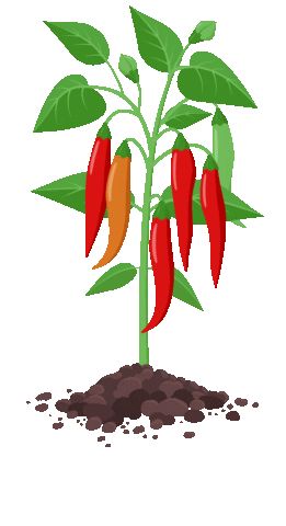 Chili Pepper Plant, Psd Free Photoshop, Pepper Plant, Clip Art Frames Borders, Free Green Screen, Fruit Coloring Pages, Garden Growing, Invitation Design Template, Monkey Art