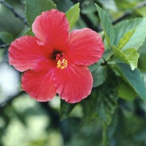 How to Grow Hardy Hibiscus From Seed Hardy Hibiscus Plant, Rose Of Sharon Bush, Hibiscus Shrub, Hibiscus Bush, Growing Hibiscus, Hibiscus Tree, Hibiscus Garden, Hibiscus Leaves, Dried Hibiscus Flowers