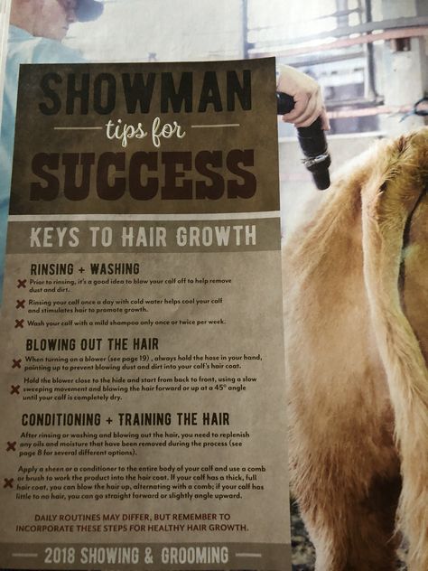 Show Steer Tips, Farm Veterinarian, Beef Showmanship, Steer Showing, Cattle Showing, Livestock Judging, Show Steers, Show Cows, Cattle Barn