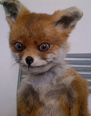 Celebrity: Stoned Fox may be a badly stuffed piece of taxidermy but that hasn't stopped him finding fame Bad Taxidermy Fox, Taxidermy Fox, Bad Taxidermy, Fox Memes, Fox Crafts, Taxidermy Art, Stone Fox, Pet Fox, Baby Fox