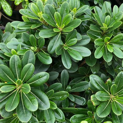 @plantmark on Instagram: “Pittosporum Miss Muffet. Not your typical pittosporum. This small dwarf variety has compacted glossy dark green foliage. Fragrant cream…” Pittosporum Green Pillar, Pittosporum Miss Muffet, Pittosporum Tobira, Silver Sheen Pittosporum, Mojo Pittosporum, White House Garden, Flower Identification, Floral Design Classes, Colorful Plants