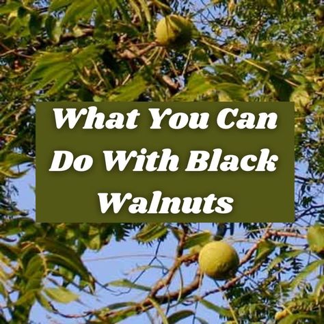 Black walnut is a great tree to have around. It yields beautiful wood and great-tasting nuts, whose hulls have medicinal properties. It has a wonderful taste and you can use it in cooking. Find out more about this interesting plant and fruit. What To Do With Walnuts From A Tree, Black Walnuts Harvesting, Black Walnut Hull Uses, Black Walnut Uses, Black Walnuts Uses, Black Walnut Hull Benefits, Black Walnut Tincture Benefits, Black Walnut Crafts, Black Walnut Recipes