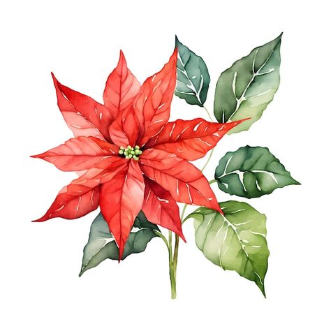 Watercolor Pointsetta Tutorial, Poinsettia Flower Painting, Watercolor Christmas Illustration, Watercolor Christmas Flowers, Christmas Watercolor Cards Simple, Easy Christmas Watercolor Ideas, Poinsettia Flower Drawing, Watercolour Poinsettia, Simple Christmas Watercolor