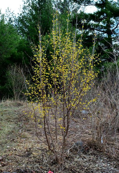 Cornus mas, photo by Robert Pavlis Cornelian Cherry, Cornus Mas, Short Trees, Purple Fruit, Yellow Fruit, Late Winter, Flowering Shrubs, Golden Leaves, Red Fruit