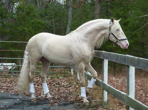 1000+ images about Lusitano on Pinterest | Salvador, Leon and Buy photos Horses Black And White, Lusitano Horse, Spanish Horse, Palomino Horse, Horse Coats, Horse Colors, Andalusian Horse, Most Beautiful Horses, Dressage Horses