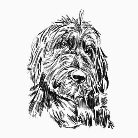 Labradoodle Line Drawing, Black And White Labradoodle, Aussiedoodle Drawing, Bernedoodle Drawing, Goldendoodle Sketch, Goldendoodle Drawing, Labradoodle Drawing, Pug Drawing, White Labradoodle