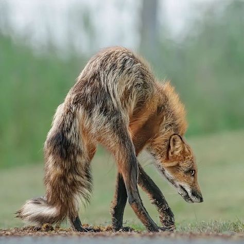 Cute Pet Photos, Fox Looking Down, Pose Ref Photo, Fox Reference Photo, Dog Poses Reference, Poses With Animals, Two Headed Animals, Protective Animals, Looking Back Pose