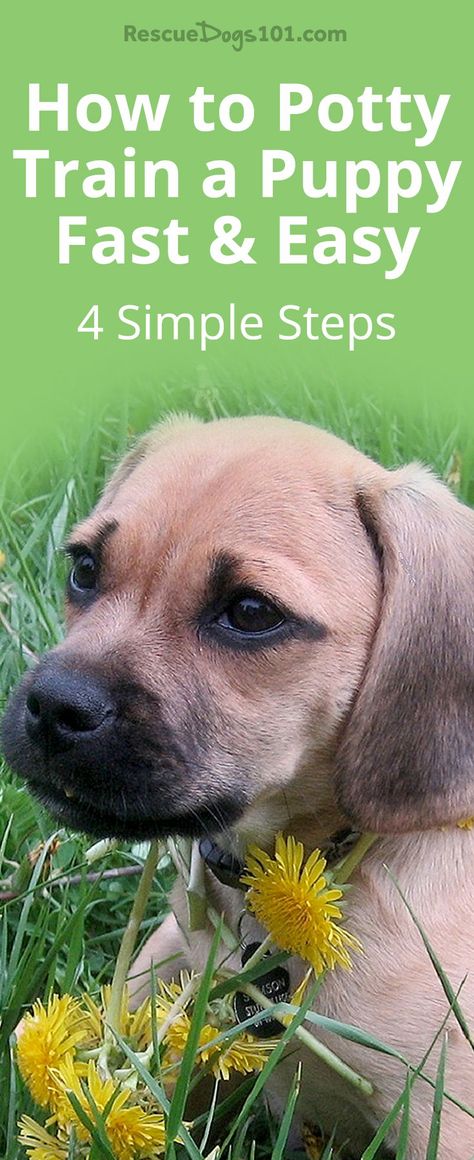 Train A Puppy, Puppy Training Schedule, How To Potty Train, Pocket Beagle, Train Your Puppy, House Training Puppies, Puppy House, Easiest Dogs To Train, Dog Behavior Problems