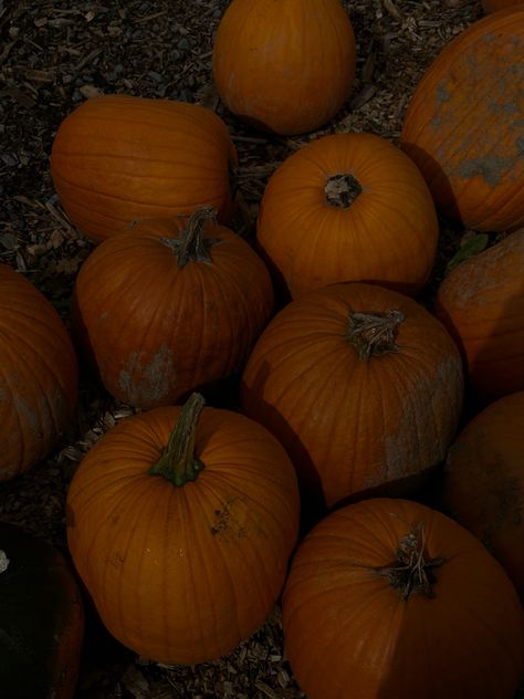 Pumpkin Patch Aesthetic, October Moodboard, Pumpkin Aesthetic, Pumpkin Photography, Marauders Aesthetic, Spooky Halloween Pictures, October Girl, October Vibes, Red Pumpkins