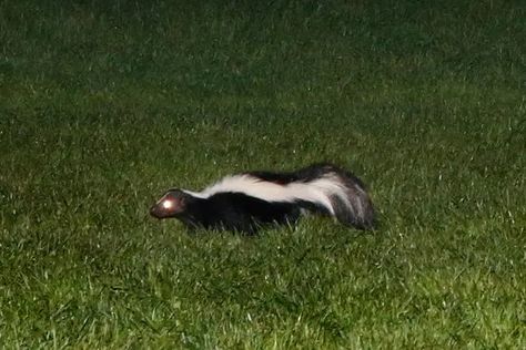 Skunk Aesthetic, City Backyard, Band Tailed Pigeon, Striped Skunk, Pine Siskin, West Nile Virus, Union City, Digital News, East Bay