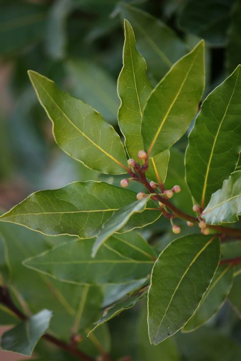 Bay Leaf Plant, Bay Leaf Tree, Plants That Repel Flies, Laurel Plant, Bay Laurel Tree, Bay Trees, Burning Bay Leaves, Bay Laurel, Red Bay