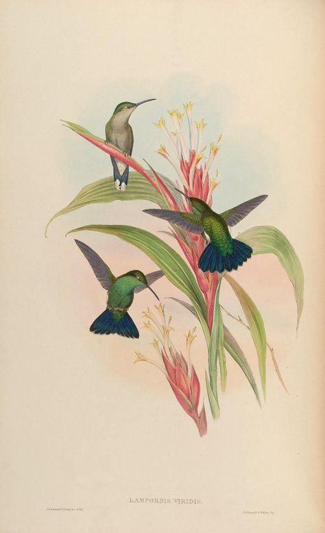 n157_w1150 Humming Bird Aesthetic, Plate Drawing, John Gould, Bird Illustrations, Bird Artists, Poster Project, Bird Paintings, Hummingbird Art, Bird Book