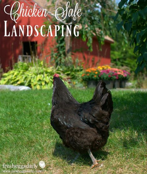 Chicken-Friendly Backyard Landscaping Raising Turkeys, Chicken Houses, Best Egg Laying Chickens, Egg Laying Chickens, List Of Flowers, Free Range Chickens, Egg Laying, Chicken Runs, Chicken House