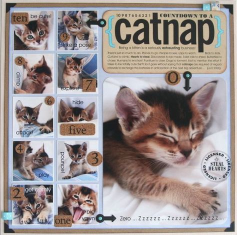 {countdown to a catnap} by Candice Greenway @2peasinabucket Dog Scrapbook Layouts, Cat Scrapbook, Pet Scrapbook Layouts, Scrapbook Planning, Dog Scrapbook, Scrapbook Design Layout, Beautiful Scrapbook Layouts, Pet Scrapbook, Scrapbook Layout Sketches