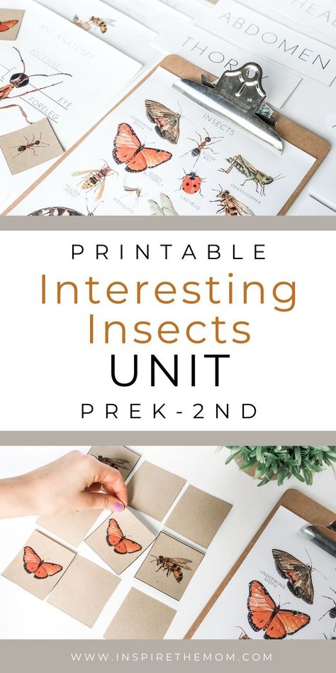 Looking to learn about bugs? check out this Interesting Insect Unit Nature Study for Prek - 2nd grade. #Spring Unit #Montessori #Charlotte Mason #Summer Unit #Bug unit, #Insect activities #insect unit #science #homeschool printable #science unit #science activities #nature activities Insect Unit Study, Bug Activities, Insect Unit, Summer Homeschool, Bugs Preschool, Classroom Homeschool, Unit Studies Homeschool, Insect Activities, Insect Crafts