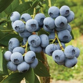 Calypso 1000sq Blueberry Varieties, Highbush Blueberry, Growing Blueberries, Blueberry Plant, Organic Blueberries, Blueberry Fruit, Blueberry Bushes, Perennial Shrubs, Healthy Benefits