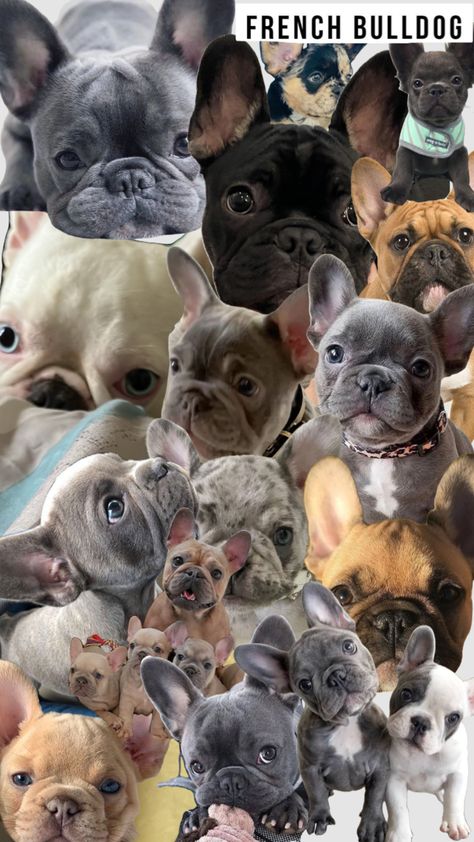 #frenchie #frenchbulldogs #dogs French Bulldog Wallpaper Backgrounds, French Bulldog Puppies Wallpaper, Frenchie Wallpaper Iphone, Frenchie Wallpaper, French Bulldog Wallpaper, Wine Glass Vinyl, Dog Wallpaper Iphone, Puppy Wallpaper, Bulldog Francese