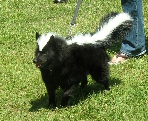 Dog costume...lol. Dog Skunk Costume, Matching Dog And Owner Costumes, Starbucks Halloween Costume, Diy Pet Costumes, Halloween Pet Costumes, Skunk Costume, Skunk Spray, Halloween Dog Costume, Dog Dye