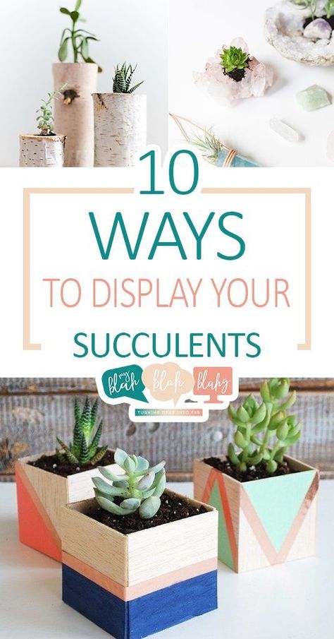 10 Ways to Display Your Succulents| Succulent, Succulent Display, Display Your Succulents, How to Display Your Succulents #DIYHome #Succulents Succulent Display, Room Decor Crafts, Home Decor Diy Crafts, Diy Home Accessories, Craft Room Decor, Sell Diy, Cactus Decor, Homemade Decor, Do It Yourself Crafts