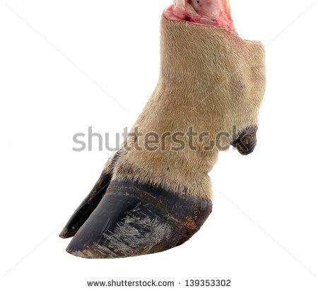 Cow Anatomy, Scottish Highland Calf, Cow Hoof, Cow Sculpture, Cow Hooves, Highland Calf, Cow Pictures, Highland Cows, Tattoo Reference